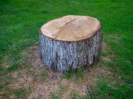Best Tree Removal  in Murphysboro, IL