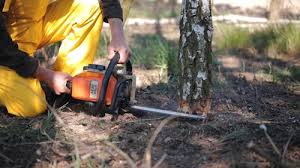 Best Tree Maintenance Programs  in Murphysboro, IL