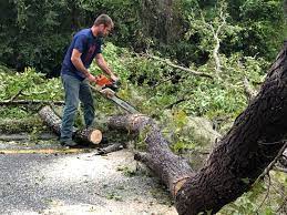 Best Hedge Trimming  in Murphysboro, IL