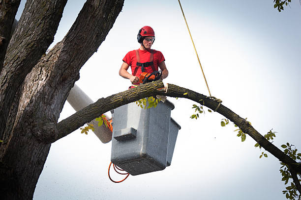 Best Tree Cabling and Bracing  in Murphysboro, IL