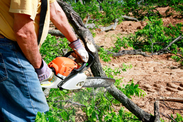 Best Fruit Tree Pruning  in Murphysboro, IL