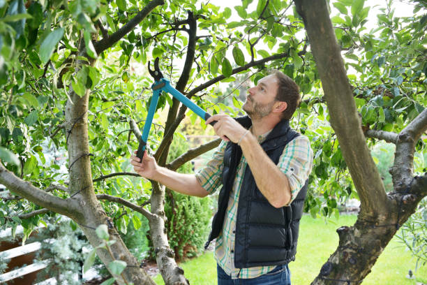 Best Tree Disease Treatment  in Murphysboro, IL